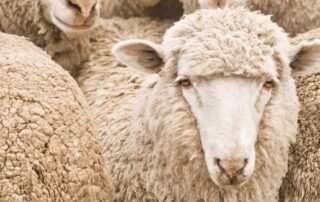 thieves-make-off-with-700-sheep-in-‘clean’-rustling-operation