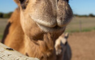 camel-milkers-flat-out-as-more-people-look-for-alternatives-to-cow’s-milk