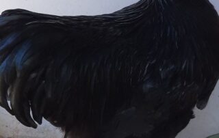 hospital’s-noisy-rooster-looking-for-new-home-after-early-wakeups