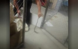 snake-caught-in-storage-room-of-adelaide-shopping-centre