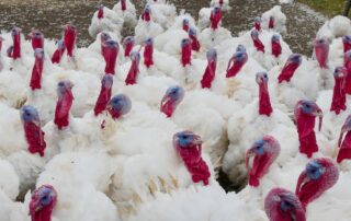 turkey-farmer’s-lament-as-business-hits-market-after-more-than-30-years