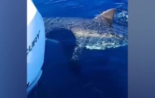 fishers-encounter-great-white-shark-off-robe