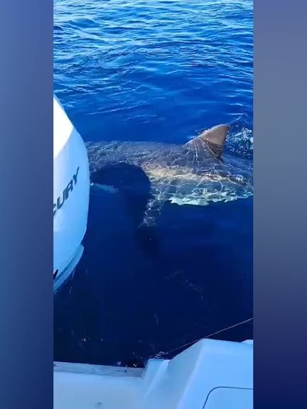 Fishers Encounter Great White Shark Off Robe : SA Police News, World ...