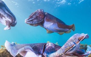 sa’s-cuttlefish-sanctuary-added-to-national-heritage-list-to-help-protect-‘underwater-lightshow’