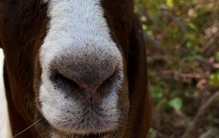 goats-become-‘eating-machines’-to-tackle-prickly-pest-for-sa-council