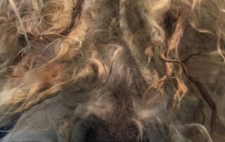 queensland-woman-fined-$160,000-for-over-100-animal-cruelty-offences