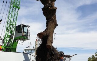 warning-of-what-lurks-beneath-after-large-tree-pulled-from-murray-river