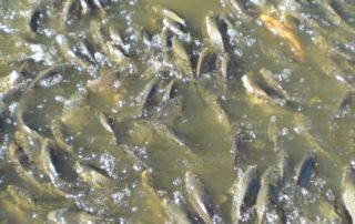 army-of-800-fishers-catch-5.7-tonnes-of-carp-after-breeding-frenzy