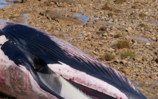 dead-whale-washes-ashore-on-weeroona-island