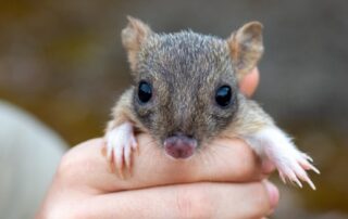 ‘thinking-outside-the-box’:-could-rewilding-native-animals-include-dingoes?