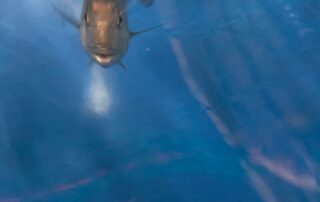 more-than-a-million-snapper-bred-in-captivity-released-into-sa-waters