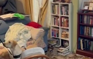 police-arrest-and-search-the-home-of-alleged-child-abuse-offender