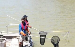 no-hooks,-lines-or-sinkers-as-fish-researchers-‘stun’-their-catch