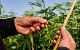 housing-made-from-homegrown-hemp-fibre-just-around-the-corner