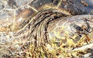 green-sea-turtle-far-from-home-and-beached-in-south-australia
