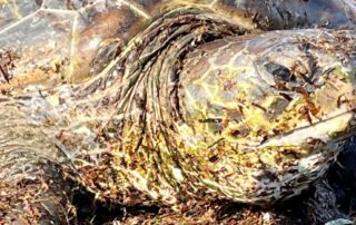 volunteers-and-rangers-rescue-green-sea-turtle-in-‘unusual’-find-at-sa’s-middleton-beach