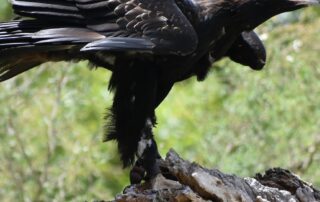 kangaroo-snatching-eagle-with-30cm-talons-was-australia’s-biggest,-researchers-confirm