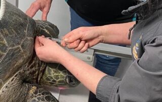 green-sea-turtle-that-landed-at-middleton-beach-in-‘cry-for-help’-to-be-tested-for-pesticides