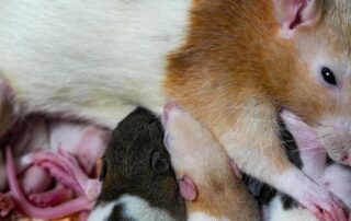 ‘way-better-than-beef-and-sheep’:-rat-farmer-cashes-in-on-pet-reptile-boom