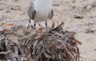 rains-bring-shorebirds,-boosting-numbers-of-rare-species-facing-decline-from-habitat-loss