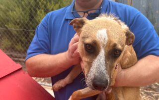 rental-stress-leads-to-spike-in-pet-surrenders-in-regional-sa,-according-to-rspca