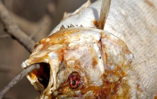 menindee-residents-await-water-testing-results,-as-clean-up-begins-of-mass-fish-carcasses