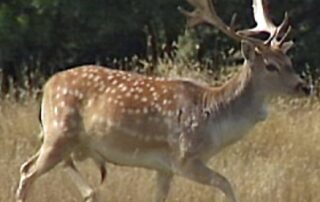 eyre-peninsula-locals-urged-to-report-feral-deer-sightings-to-prevent-population-explosion