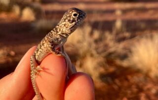 arid-recovery-survey-reveals-stark-differences-on-two-sides-of-cat-proof-fence