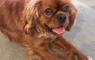spate-of-snake-bites on-dogs-sparks-warning-to-keep-animals-inside-during-hot-weather