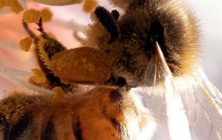 apiarists,-almond-industry-divided-on-border-bans-for-bees-as-varroa-mite-outbreaks-continue