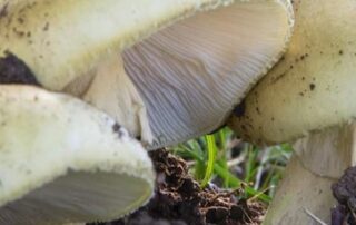 hundreds-of-mushroom-poisoning-calls-prompt-warning-to-parents-about-death-caps