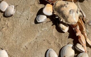 pipis-at-middleton-and-goolwa-declared-safe-to-eat,-collection-gets-green-light