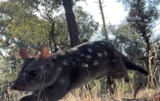threatened-western-quolls-making-a-comeback-in-flinders-ranges
