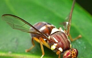 grower-calls-for-compulsory-fruit-fly-traps-on-farms-in-south-australia-amid-new-outbreaks