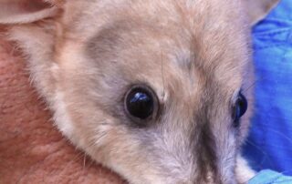 australia’s-greater-bilby-population-has-doubled,-national-survey-finds
