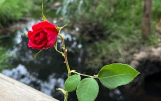 toddler-dies-in-hospital-after-falling-into-suburban-creek-on-easter-sunday