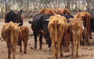 brothers-convicted-after-dead-and-malnourished-cattle-found-on-farms