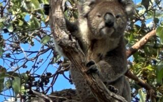 after-a-century-of-near-extinction-in-the-region,-koalas-are-returning-to-south-australia’s-south-east