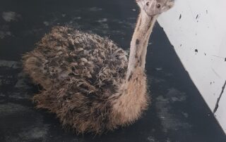 ostrich-chicks-stolen-from-winchelsea-farm