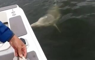 man-fined-for-hand-feeding-wild-dolphin-on-a-fishing-trip-off-queensland’s-tin-can-bay