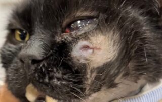 rspca,-police-investigate-after-pet-cat-shot-in-the-face-in-regional-victoria