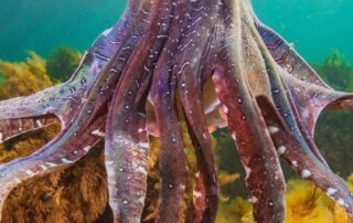 sa-government-to-protect-‘amazing-natural-phenomenon’-by-permanently-banning-cuttlefish-fishing-near-whyalla