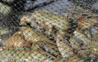 popular-yabby-net-to-be-banned-in-south-australia-from-july-1-to-protect-turtles,-platypuses
