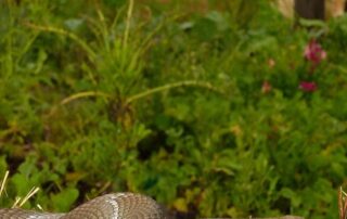 teenager-gets-‘the-job-done’-by-saving-teacher-bitten-by-eastern-brown-snake-in-sa