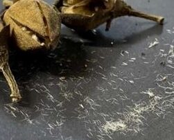 itchy-bomb-trees-‘loved’-by-city-but-hated-by-neighbour-set-to-be-felled