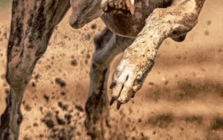 greyhound-welfare-watchdog-calls-for-out-of-competition-testing-to-counter-doping