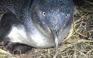 penguins-killed-during-kangaroo-island-vegetation-clearing-as-sa-government-investigates