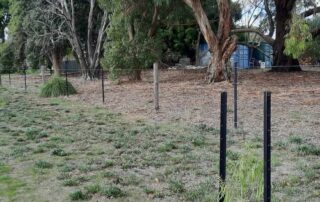 new-street-trees-to-be-pulled-out-after-power-company-backtrack