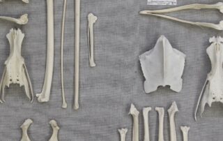 rare-albatross-bones-among-flinders-university-collection-assessed-as-nationally-significant