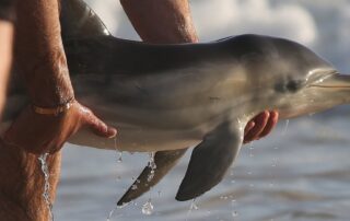 baby-dolphin-helped-back-to-sea-after-becoming-beached-south-of-adelaide